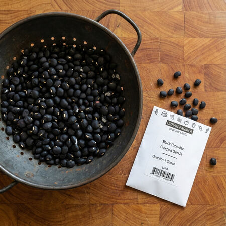 Black Crowder, Cowpea Seeds image number null